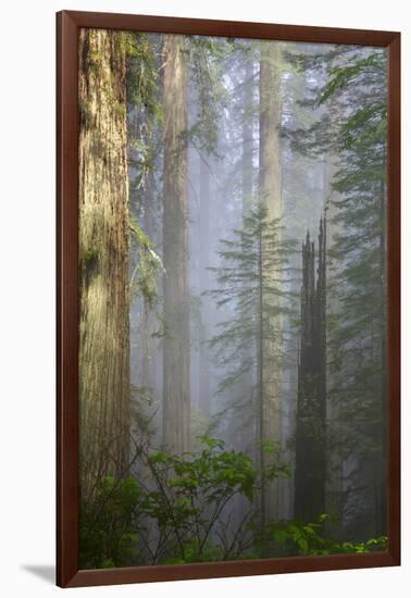 Redwood Trees in Morning Fog with Sunrays-Terry Eggers-Framed Photographic Print