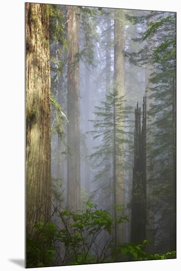 Redwood Trees in Morning Fog with Sunrays-Terry Eggers-Mounted Premium Photographic Print