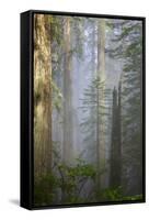 Redwood Trees in Morning Fog with Sunrays-Terry Eggers-Framed Stretched Canvas