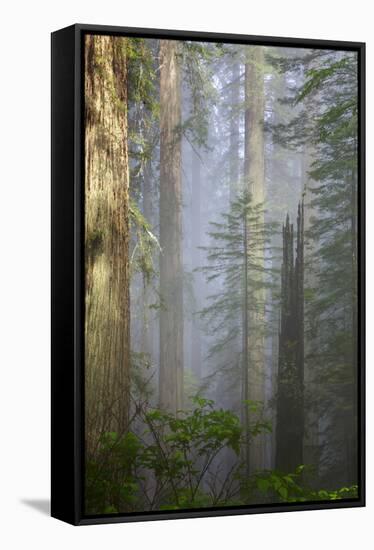 Redwood Trees in Morning Fog with Sunrays-Terry Eggers-Framed Stretched Canvas