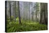 Redwood Trees in Morning Fog with Sunrays-Terry Eggers-Stretched Canvas