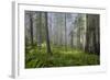 Redwood Trees in Morning Fog with Sunrays-Terry Eggers-Framed Photographic Print