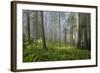 Redwood Trees in Morning Fog with Sunrays-Terry Eggers-Framed Photographic Print