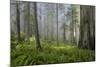 Redwood Trees in Morning Fog with Sunrays-Terry Eggers-Mounted Photographic Print