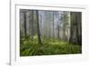 Redwood Trees in Morning Fog with Sunrays-Terry Eggers-Framed Photographic Print