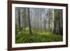 Redwood Trees in Morning Fog with Sunrays-Terry Eggers-Framed Photographic Print