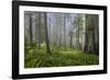 Redwood Trees in Morning Fog with Sunrays-Terry Eggers-Framed Photographic Print