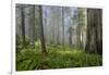 Redwood Trees in Morning Fog with Sunrays-Terry Eggers-Framed Photographic Print