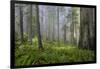 Redwood Trees in Morning Fog with Sunrays-Terry Eggers-Framed Photographic Print