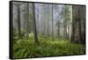 Redwood Trees in Morning Fog with Sunrays-Terry Eggers-Framed Stretched Canvas