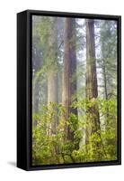 Redwood Trees in Morning Fog with Sunrays-Terry Eggers-Framed Stretched Canvas