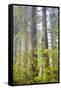 Redwood Trees in Morning Fog with Sunrays-Terry Eggers-Framed Stretched Canvas