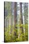 Redwood Trees in Morning Fog with Sunrays-Terry Eggers-Stretched Canvas