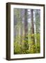 Redwood Trees in Morning Fog with Sunrays-Terry Eggers-Framed Photographic Print