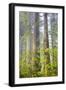 Redwood Trees in Morning Fog with Sunrays-Terry Eggers-Framed Photographic Print