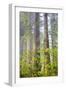 Redwood Trees in Morning Fog with Sunrays-Terry Eggers-Framed Photographic Print