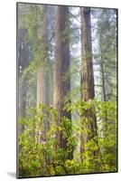Redwood Trees in Morning Fog with Sunrays-Terry Eggers-Mounted Photographic Print