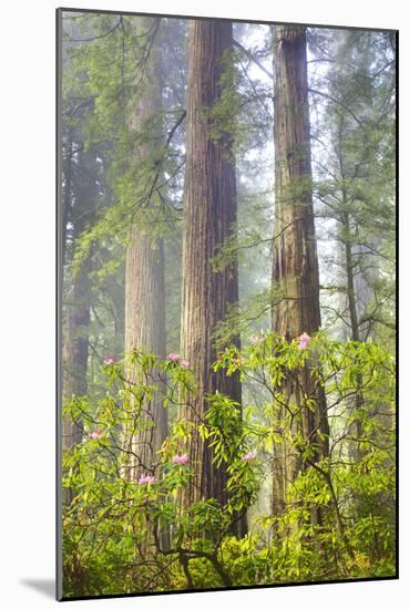 Redwood Trees in Morning Fog with Sunrays-Terry Eggers-Mounted Photographic Print