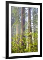 Redwood Trees in Morning Fog with Sunrays-Terry Eggers-Framed Photographic Print