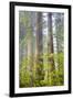 Redwood Trees in Morning Fog with Sunrays-Terry Eggers-Framed Photographic Print