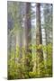 Redwood Trees in Morning Fog with Sunrays-Terry Eggers-Mounted Photographic Print