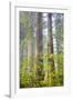 Redwood Trees in Morning Fog with Sunrays-Terry Eggers-Framed Photographic Print