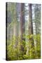 Redwood Trees in Morning Fog with Sunrays-Terry Eggers-Stretched Canvas