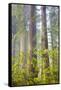 Redwood Trees in Morning Fog with Sunrays-Terry Eggers-Framed Stretched Canvas