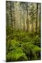 Redwood Trees in Morning Fog with Sunrays-Terry Eggers-Mounted Photographic Print