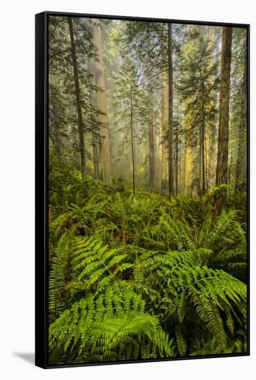 Redwood Trees in Morning Fog with Sunrays-Terry Eggers-Framed Stretched Canvas