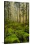 Redwood Trees in Morning Fog with Sunrays-Terry Eggers-Stretched Canvas