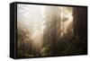 Redwood Trees in Morning Fog with Sunrays-Terry Eggers-Framed Stretched Canvas