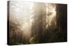 Redwood Trees in Morning Fog with Sunrays-Terry Eggers-Stretched Canvas