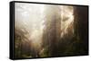 Redwood Trees in Morning Fog with Sunrays-Terry Eggers-Framed Stretched Canvas