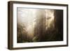 Redwood Trees in Morning Fog with Sunrays-Terry Eggers-Framed Photographic Print