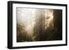 Redwood Trees in Morning Fog with Sunrays-Terry Eggers-Framed Photographic Print