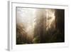 Redwood Trees in Morning Fog with Sunrays-Terry Eggers-Framed Photographic Print