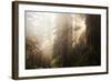 Redwood Trees in Morning Fog with Sunrays-Terry Eggers-Framed Photographic Print