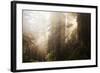 Redwood Trees in Morning Fog with Sunrays-Terry Eggers-Framed Photographic Print