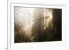 Redwood Trees in Morning Fog with Sunrays-Terry Eggers-Framed Photographic Print