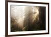 Redwood Trees in Morning Fog with Sunrays-Terry Eggers-Framed Photographic Print