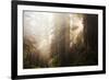 Redwood Trees in Morning Fog with Sunrays-Terry Eggers-Framed Photographic Print