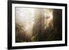 Redwood Trees in Morning Fog with Sunrays-Terry Eggers-Framed Photographic Print