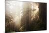 Redwood Trees in Morning Fog with Sunrays-Terry Eggers-Mounted Photographic Print