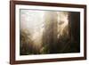 Redwood Trees in Morning Fog with Sunrays-Terry Eggers-Framed Photographic Print