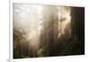 Redwood Trees in Morning Fog with Sunrays-Terry Eggers-Framed Photographic Print