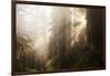 Redwood Trees in Morning Fog with Sunrays-Terry Eggers-Framed Photographic Print