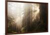 Redwood Trees in Morning Fog with Sunrays-Terry Eggers-Framed Photographic Print