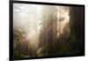 Redwood Trees in Morning Fog with Sunrays-Terry Eggers-Framed Photographic Print