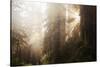 Redwood Trees in Morning Fog with Sunrays-Terry Eggers-Stretched Canvas